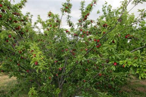 Santa Rosa Plum Tree Profile - SeedWise - SeedWise.com