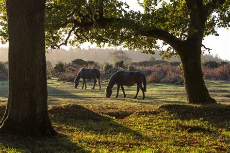 The Best Campsites in the New Forest - Active-Traveller