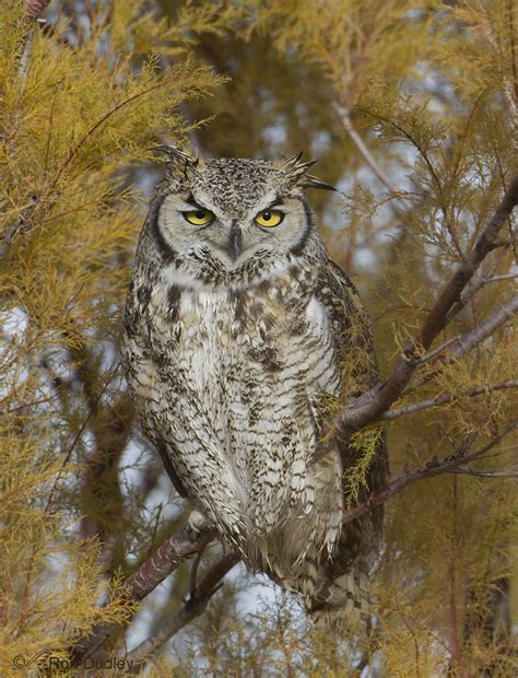 Great Horned Owl Eating Its Own Feather – Feathered Photography