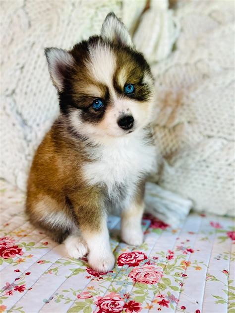 How Big Is A Full Grown Teacup Pomsky