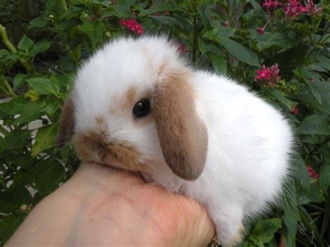 Królik miniaturka króliczek baranek mini lop karzełek teddy lewek Poznań - image 8 | Cute baby ...