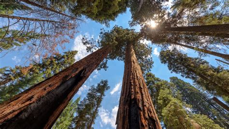 Por qué si visitas el árbol más alto del mundo puedes recibir una multa ...