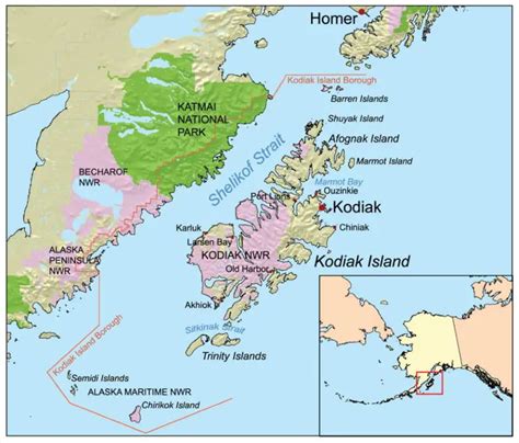 The largest Kodiak Bear ever recorded [and 16 Amazing Kodiak Bear Facts] - Our Planet