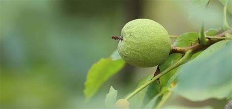 Growing Walnut Trees for Profit - AGRIVI