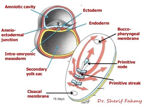 Intra-Embryonic Mesoderm (General Embryology)