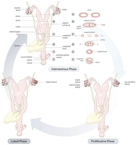 Biology | Free Full-Text | Anatomy of the Female Koala Reproductive Tract