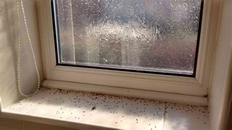 Small Flies on Window Sills? Norfolk & Norwich Pest Control | Norfolk ...