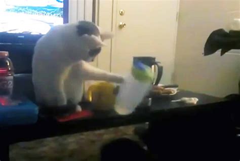 Cats Knocking Stuff Over Compilation