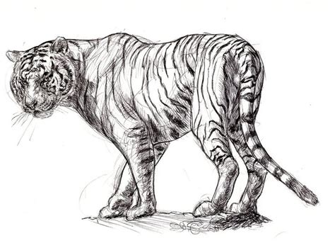 White Tiger sketch by Ezekiel-Black on deviantART | Tiger sketch, Tiger ...