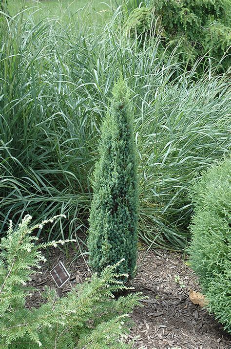 Pencil Point Juniper (Juniperus communis 'Pencil Point') in Chatham ...