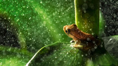 Cute Frogs Desktop Wallpapers Free Download