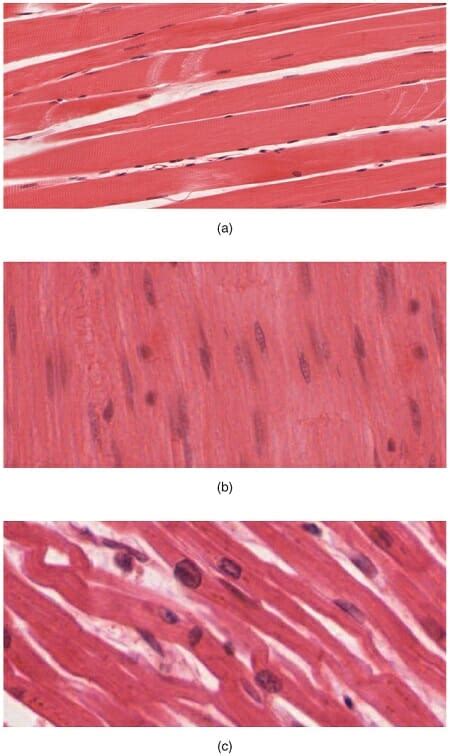 Muscle Tissue: Definition, Function & Types | Biology Dictionary