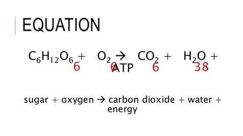 Cellular respiration notes