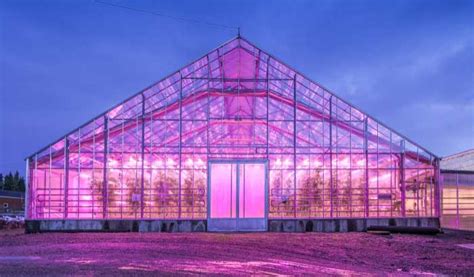 Greenhouse LED lighting │ Philips lighting