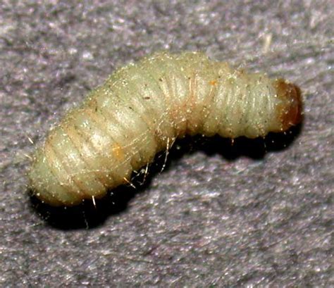 Indian Meal Moth Larvae - Insect ID