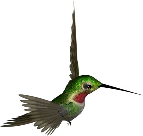 Hummingbird PNG | PNG All