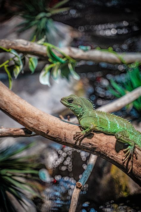 Chinese Water Dragon Lizard on Brown Tree Branch · Free Stock Photo