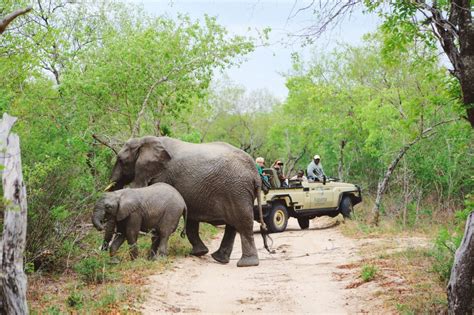 14 Of The Best Places To Safari In Africa - Hand Luggage Only - Travel ...