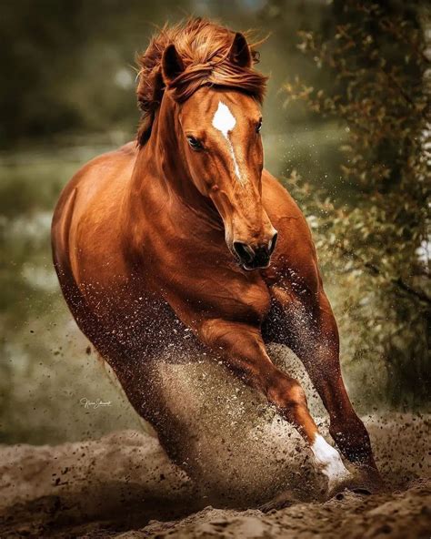 Running Horse iPhone Wallpapers - Wallpaper Cave