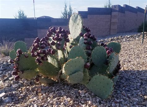 How to Harvest and Prepare Prickly Pear Fruit