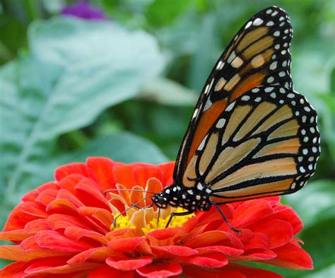 File:Monarch Butterfly Red Zinnia 2050px.jpg - Wikimedia Commons