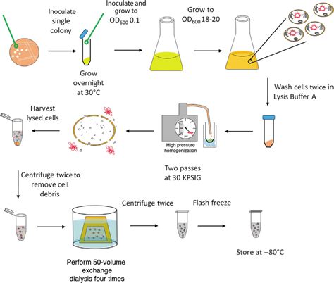 Overview of cell lysate preparation (Basic Protocol 1). | Download Scientific Diagram