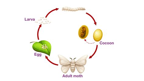 Describe the life history of the silk moth with the help of figures of various stages.