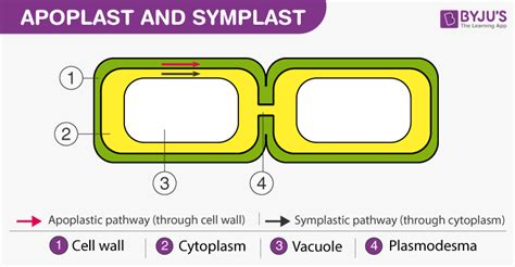 Differences between Apoplast and Symplast Pathway