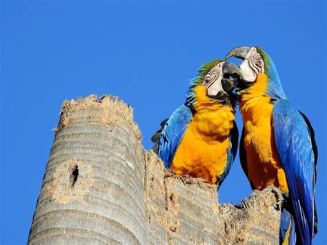 Arara-canindé: biologia e ameaças – Instituto Arara Azul