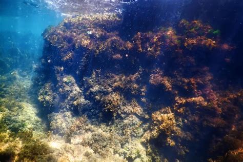 Premium Photo | Forest of seaweed, seaweed underwater, underwater scene