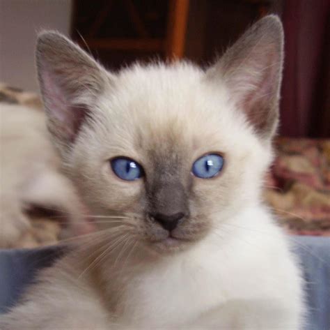 Learn The Truth About Balinese Blue Point Kitten In The Next 12 Seconds | Balinese Blue Point ...