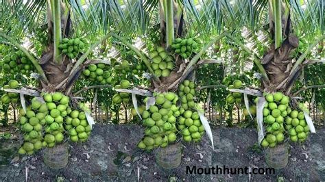 Health and Nutrition Benefits of Coconut :The wonder fruit Coconut