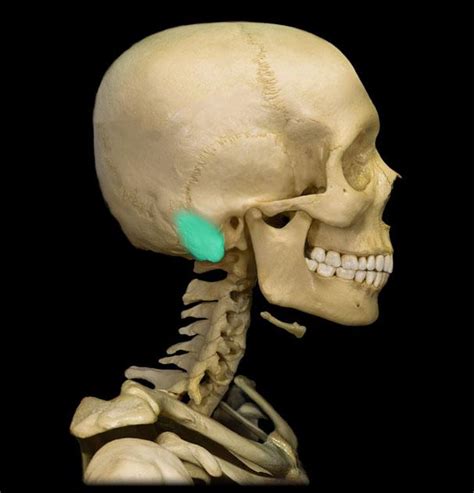 Mastoid Process - Location, Function and Pictures