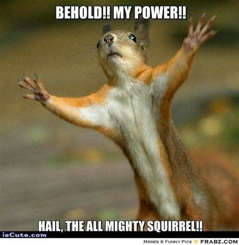 Pin by jeannette banas on SQUIRRELS | Squirrel memes, Squirrel funny, Funny squirrel pictures