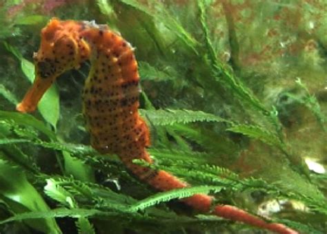 Most Common Types of Aquarium Seahorses