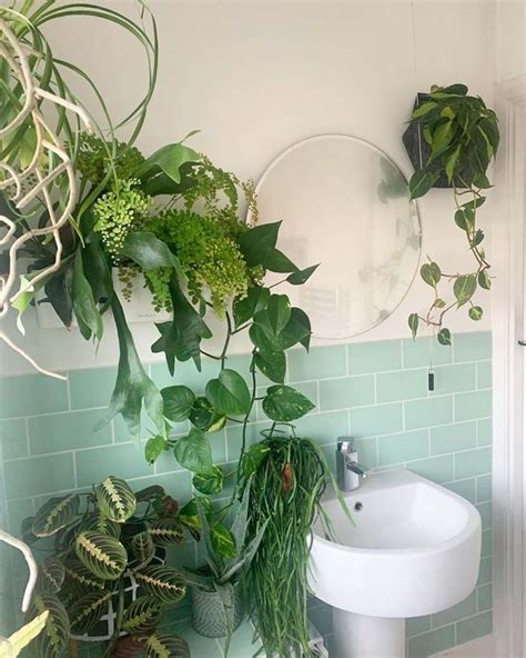 18 Best Hanging Plant Ideas For Bathroom That Will Make It Full Of Life | Decor Home Ideas ...