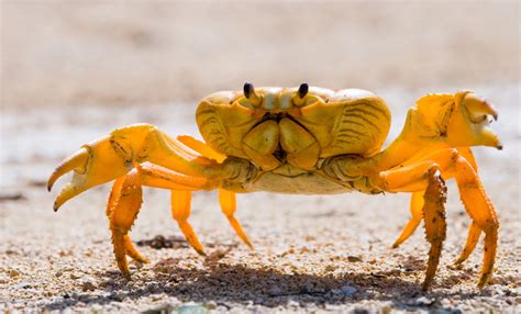 12 Popular Types Of Pet Crabs (with Pictures) Pet Keen, 47% OFF