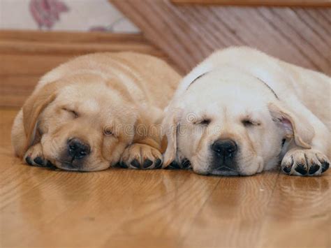 Sleeping Yellow Lab Puppies Stock Photo - Image of full, dogs: 7559454