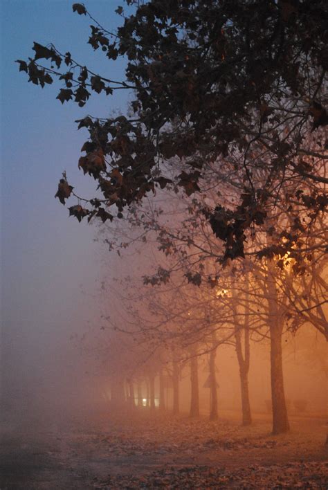 Download Visible Foggy Tree Line Wallpaper | Wallpapers.com