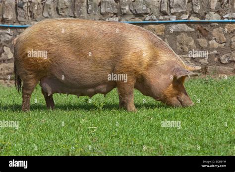 Tamworth rare breed sow pig eating grass Stock Photo - Alamy