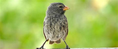 Darwin's finches - Galapagos Conservation Trust