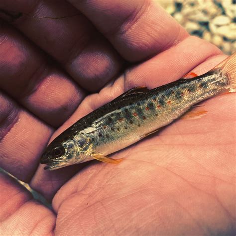 My brother caught this baby rainbow trout today : r/MicroFishing