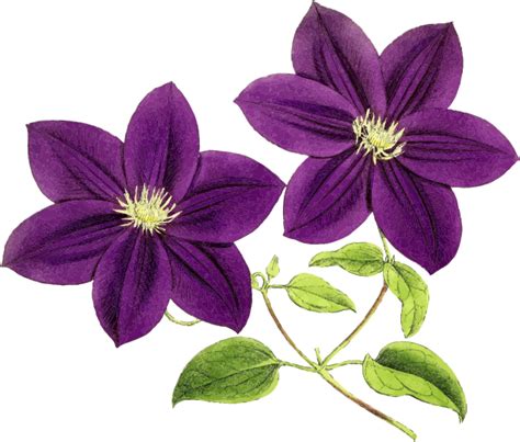 Transparent Purple Flower Clipart - Purple Flowers Clipart - Png Download - Full Size Clipart ...