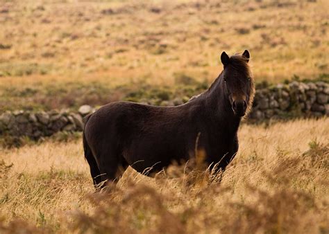 The Famous Dartmoor Ponies - Information on the Dartmoor Pony