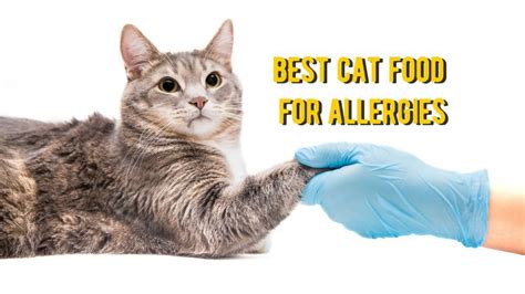 Best Cat Food for Allergies: TOP Foods for Cats with Allergies Review