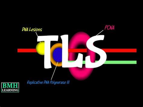 Translesion DNA synthesis | Translesion DNA Polymerase | Error Prone ...