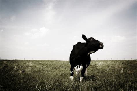 Center for Food Safety | About Mad Cow Disease | | About Mad Cow Disease