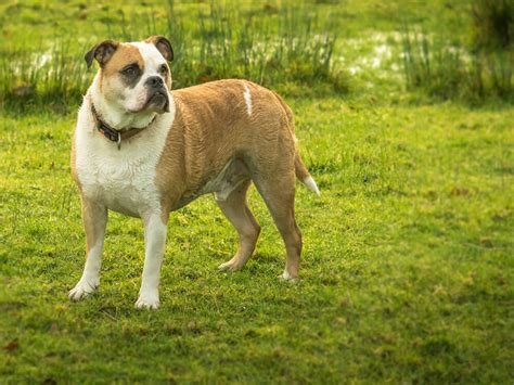 Do Old Tyme Bulldogs Make Good Family Pets? |UK Pets