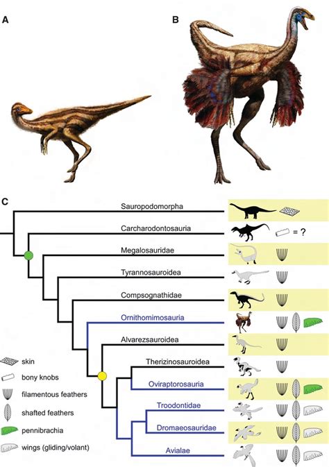 Feathered Non-Avian Dinosaurs from North America Provide Insight into Wing Origins | Science