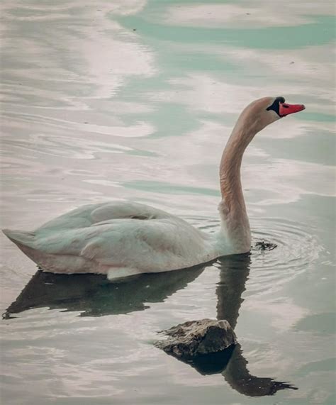 Premium Photo | White swan